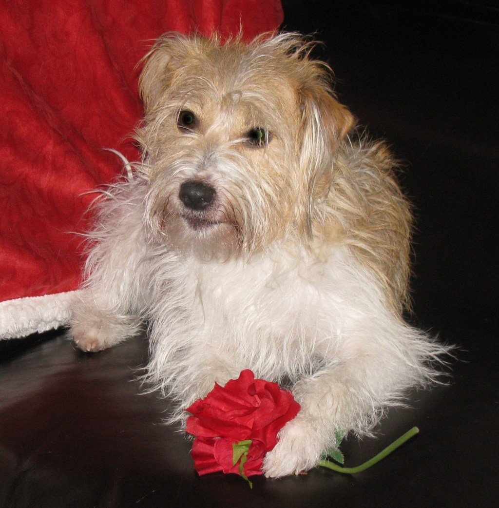 A Brief Message From The&nbsp;Dog