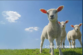 On God and&nbsp;Tofu