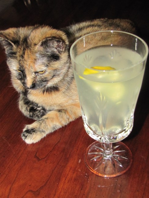 nimbu paani indian lemonade