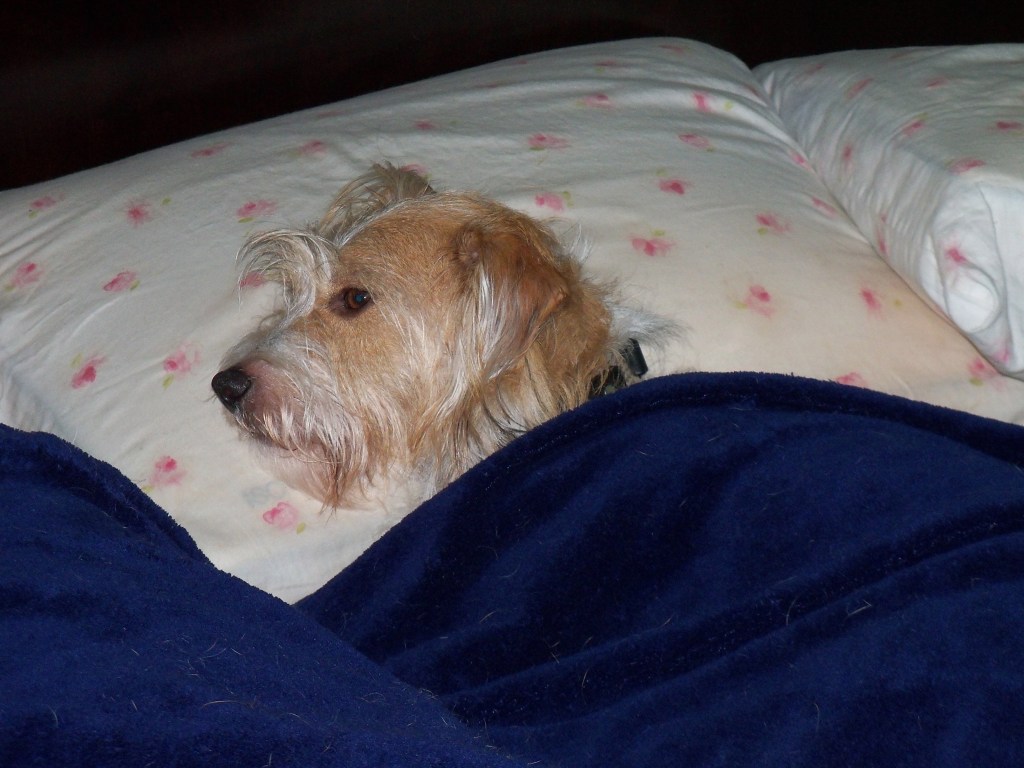 Scruffy Singh Brown Bedtime