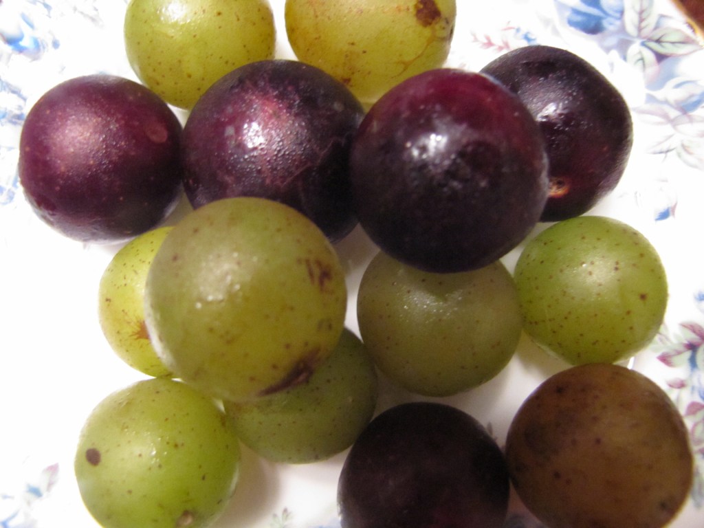 Scuppernong Season In The&nbsp;South