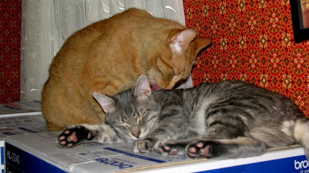 Brotherly Love_edited-1