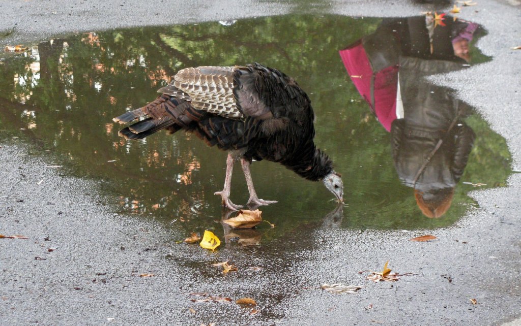 Wild Turkey Battery Park NY