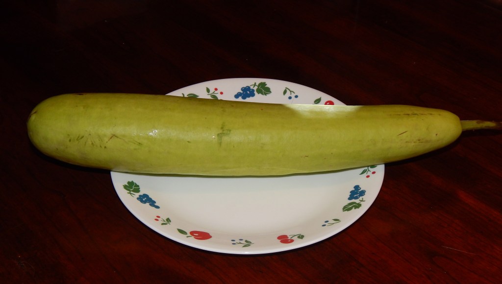 A bottle gourd (lauki) squash on a full-size dinner plate.