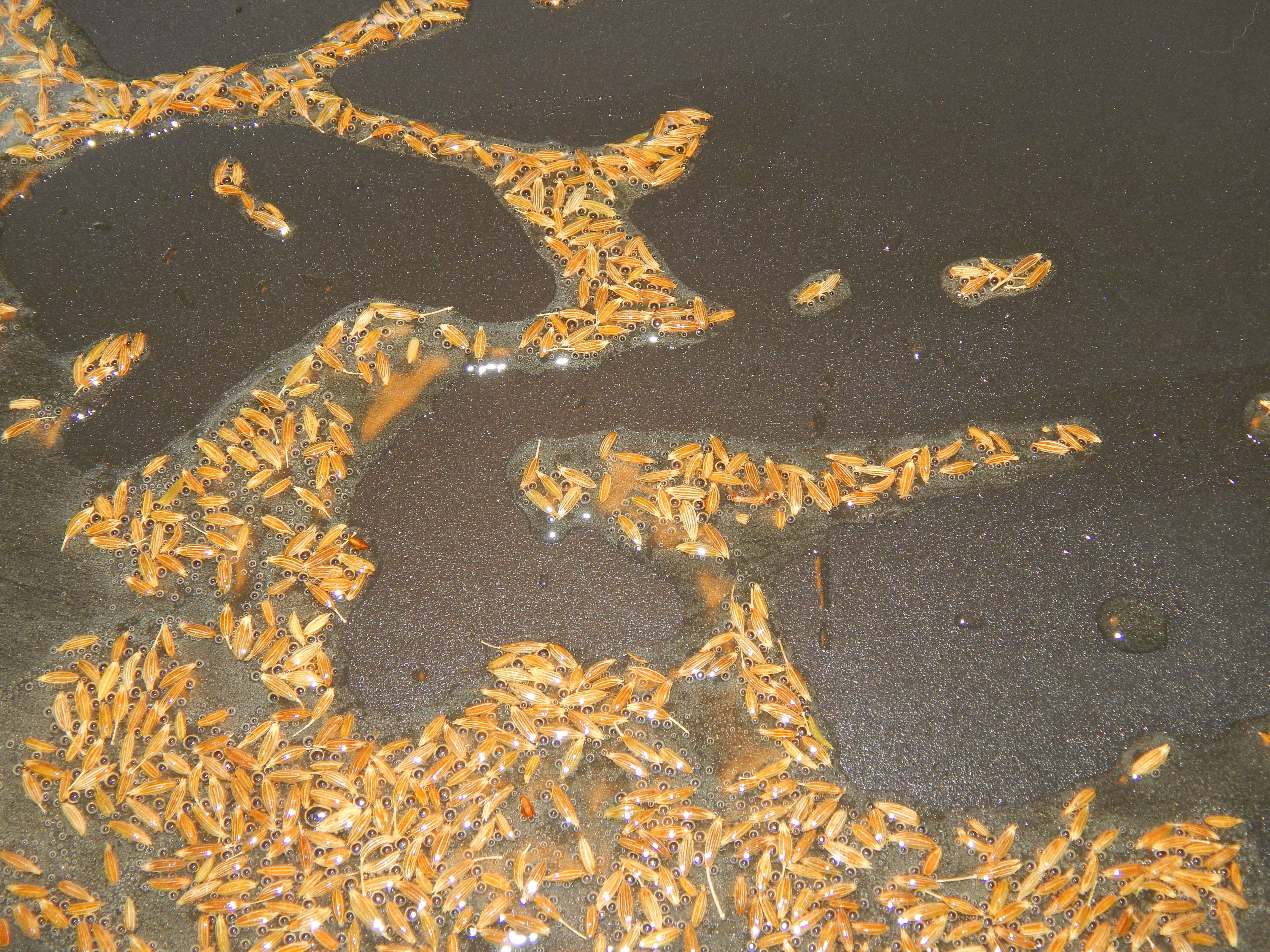 Baingan Aloo Cumin Seeds