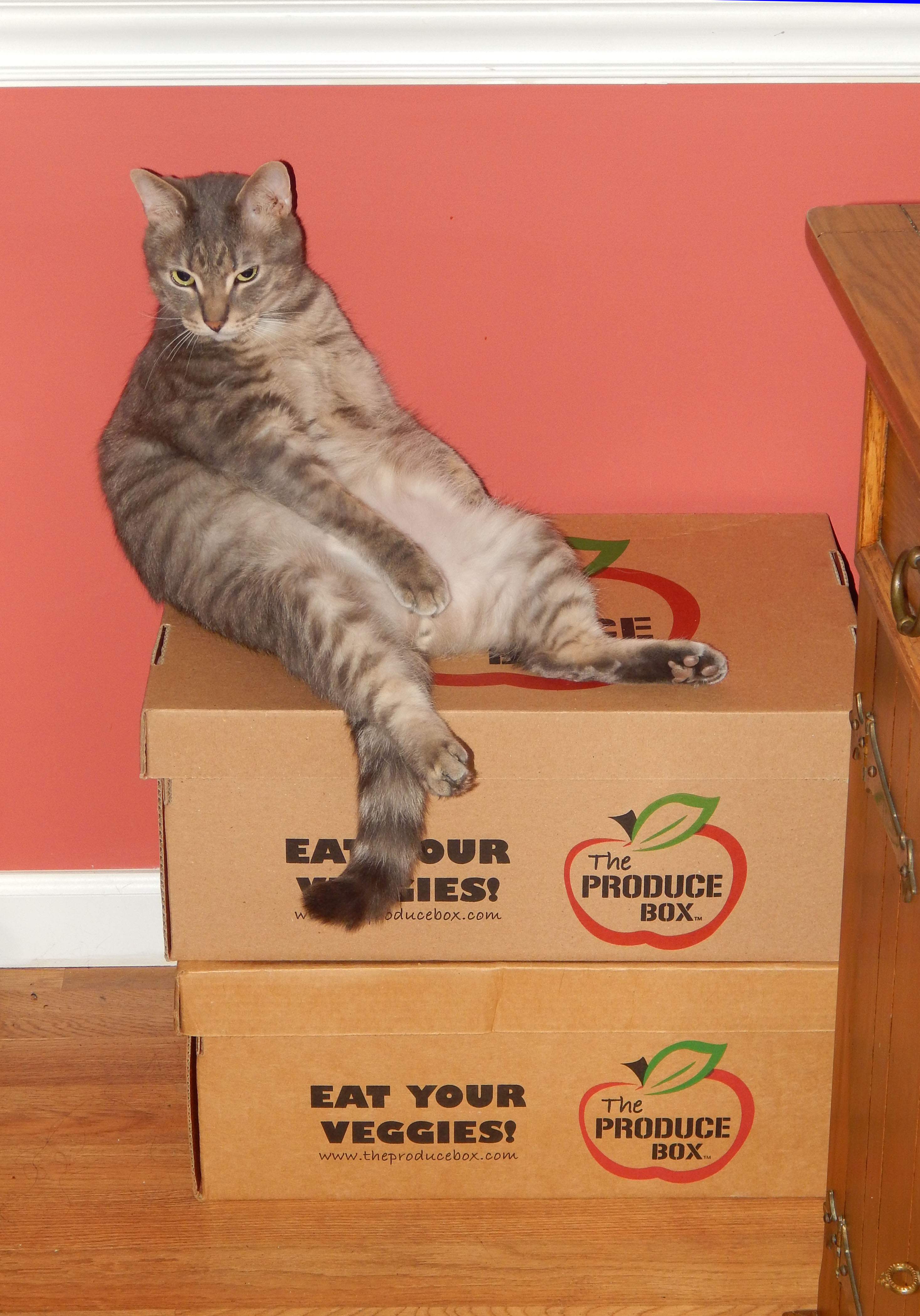 Cat on top of Produce Box