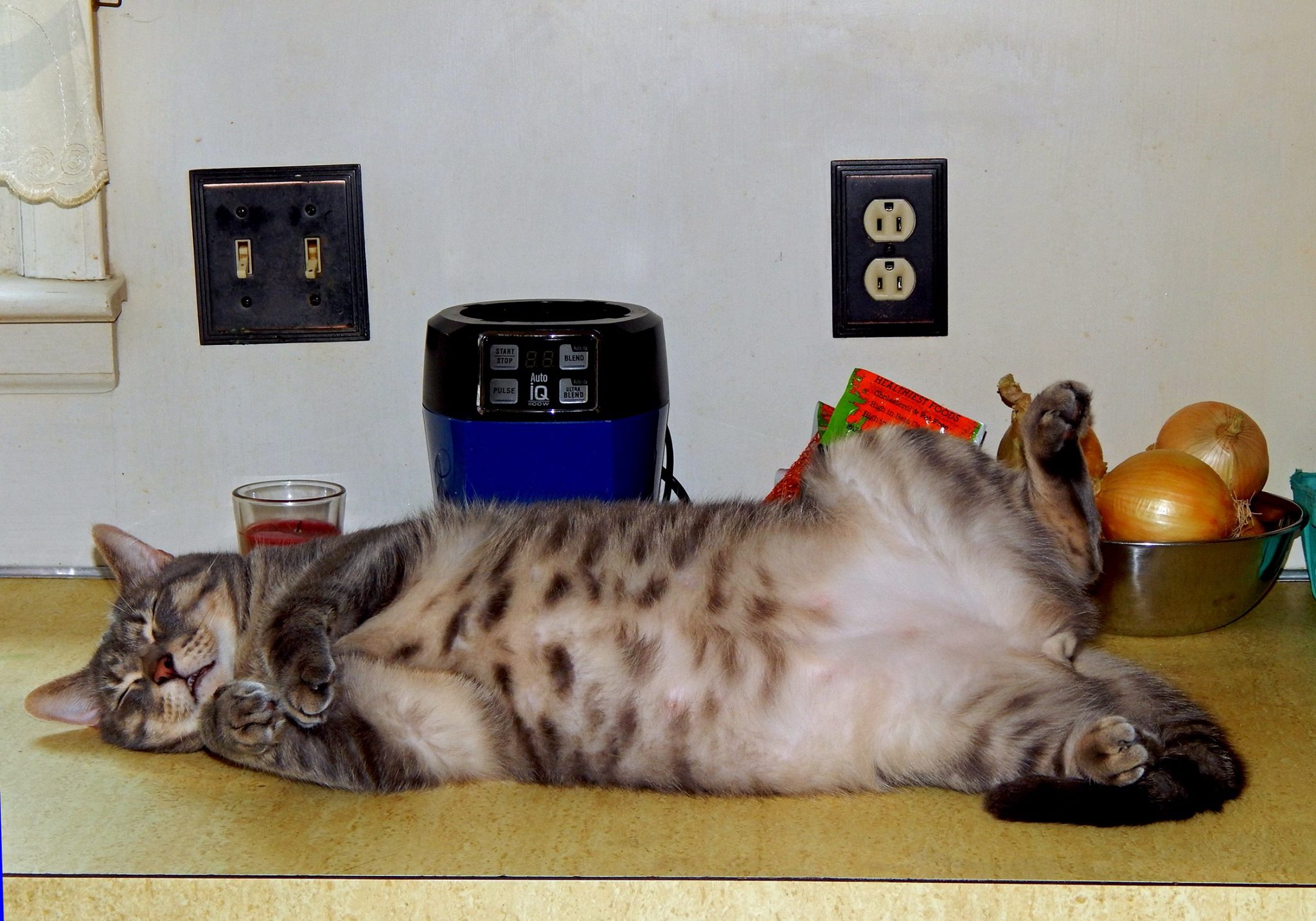 Tiger in The Kitchen