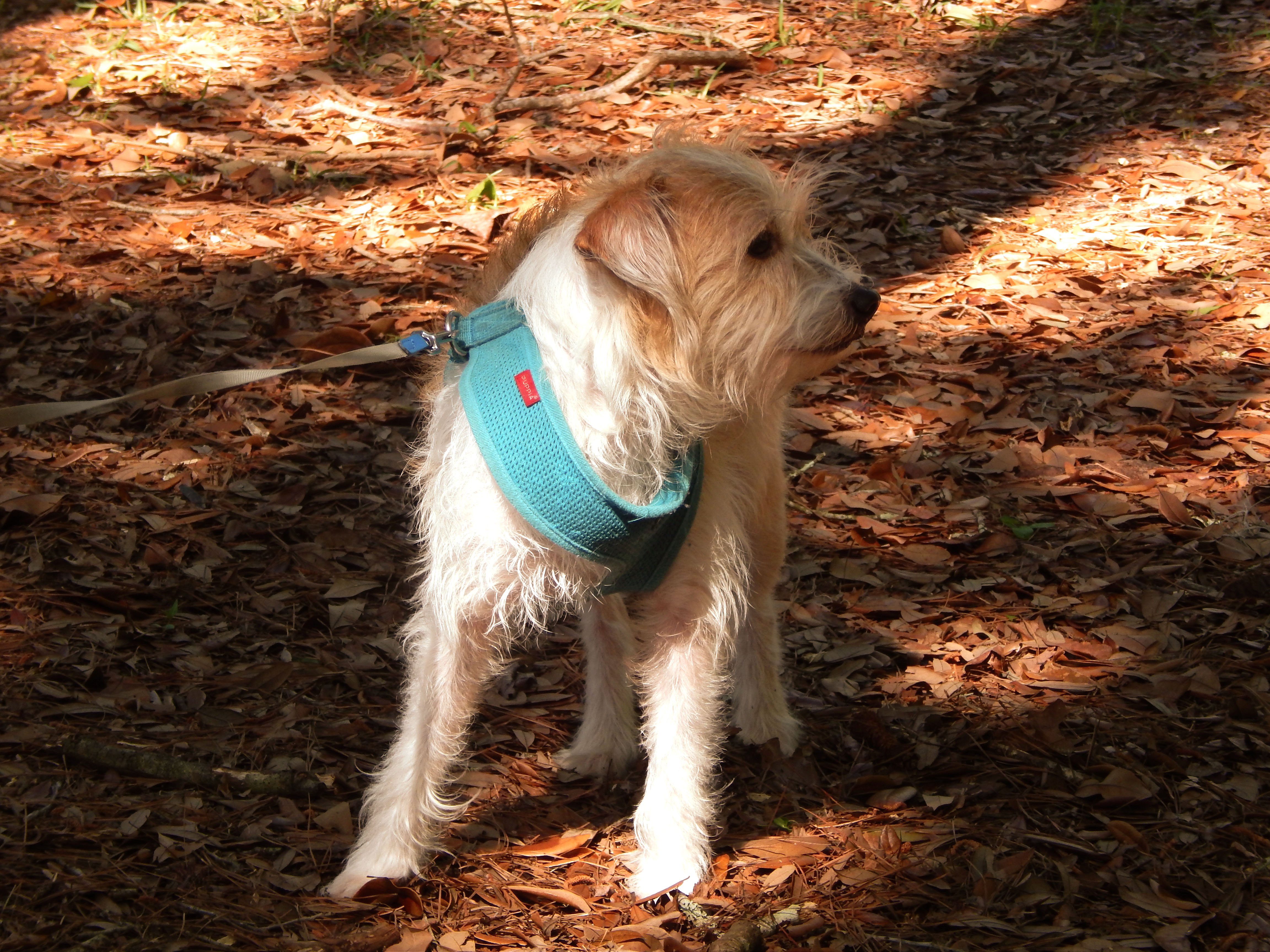 Scruffy On The Banks of the Mississippi