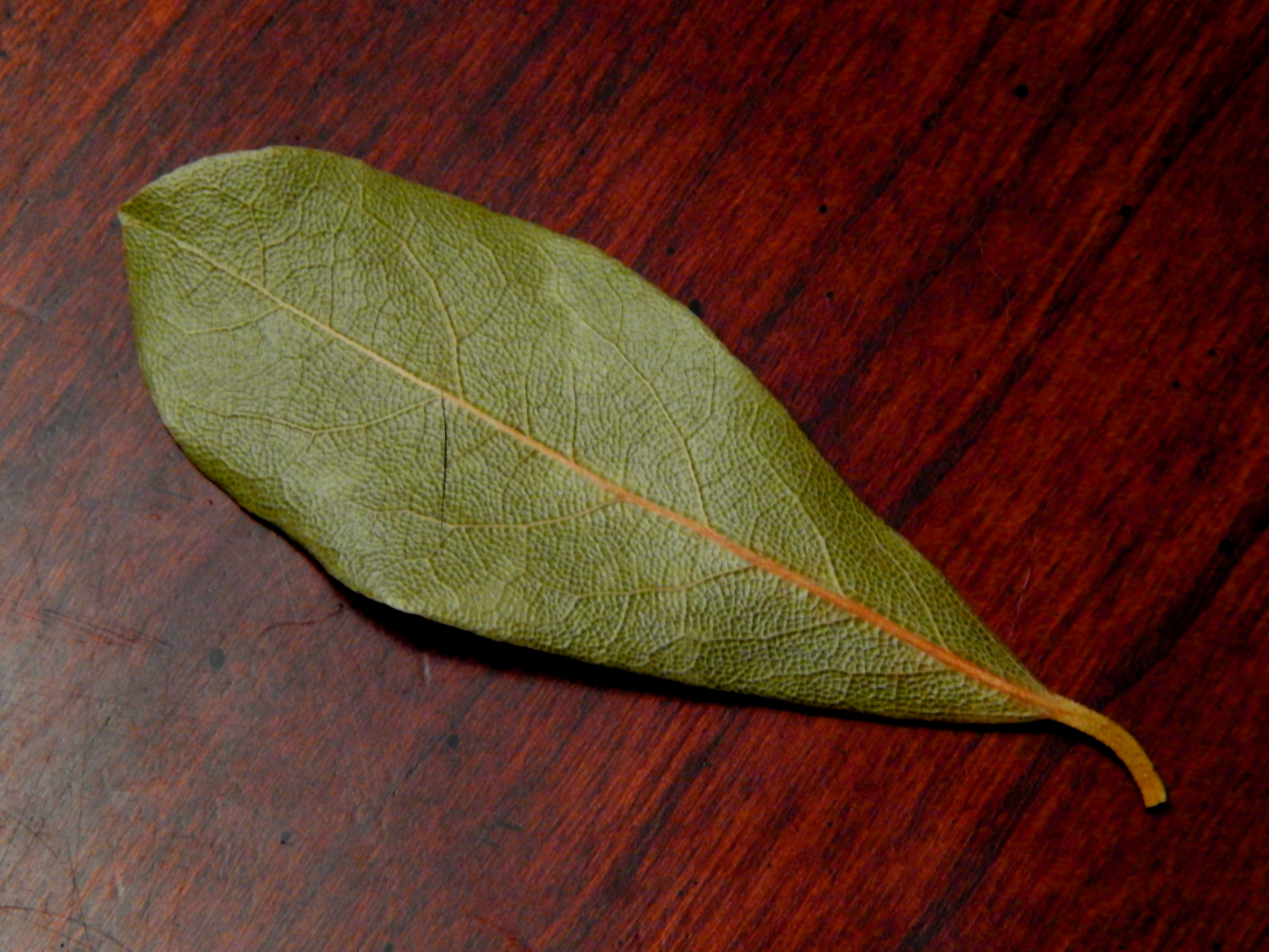 Bay Leaf