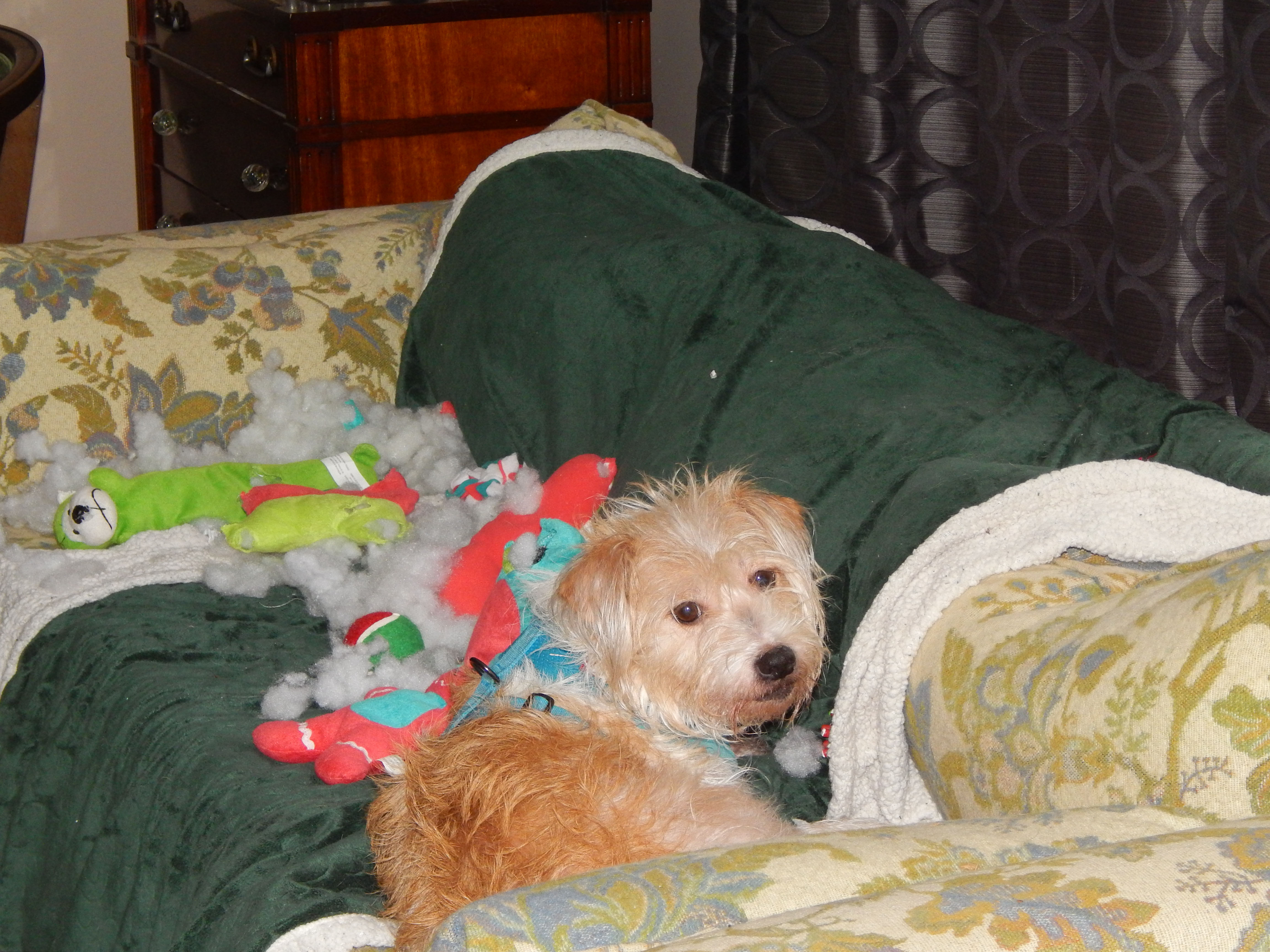 Scruffy and Christmas Toys