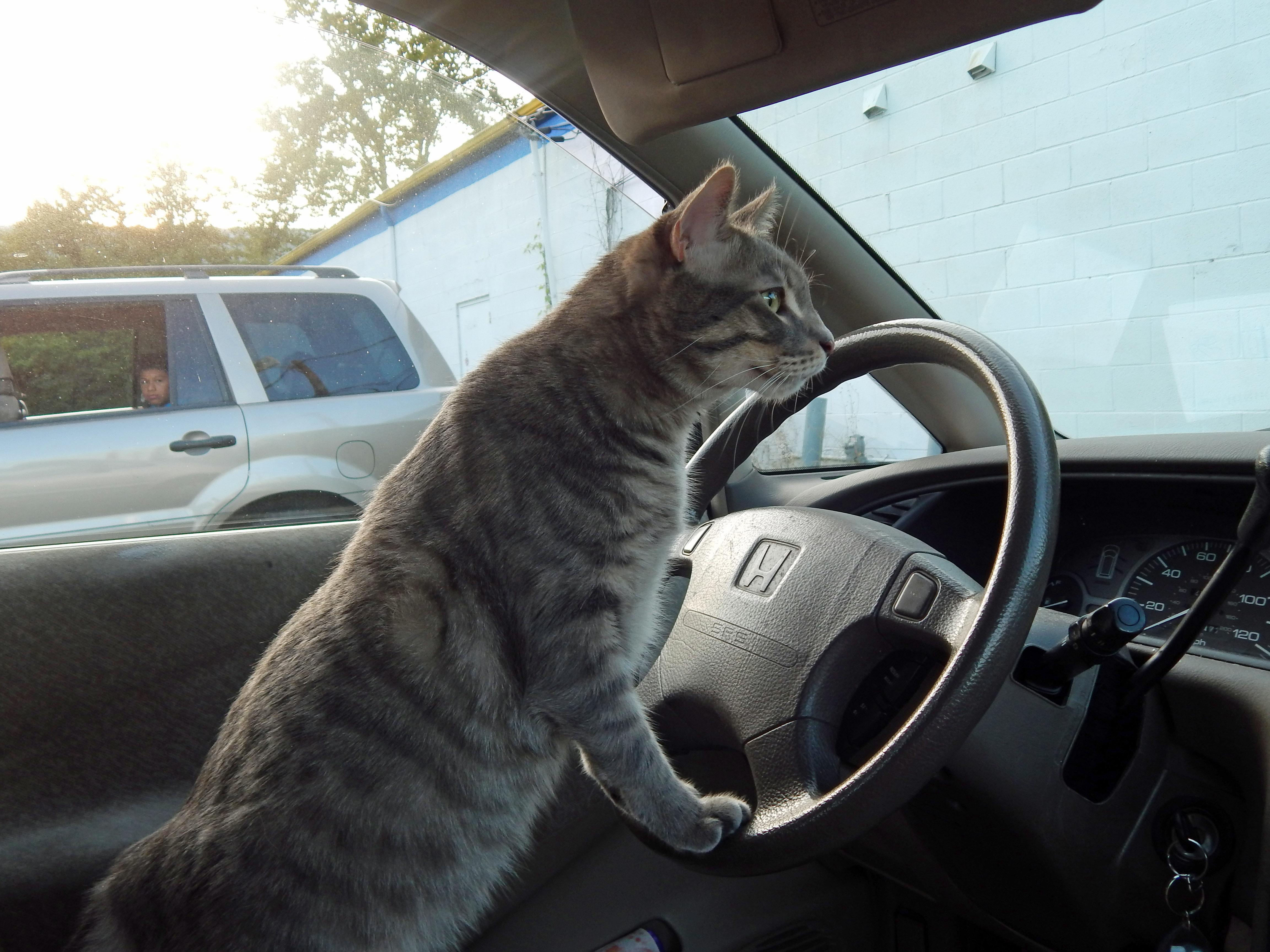Cat Driving Car