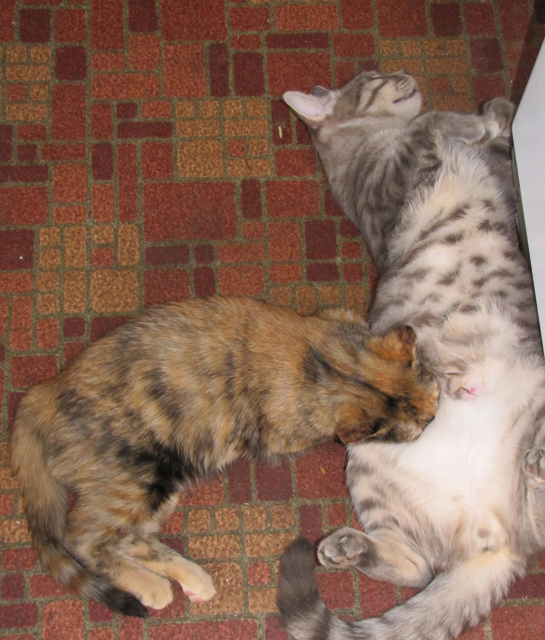 1052863_10200928064196245_575581664_o