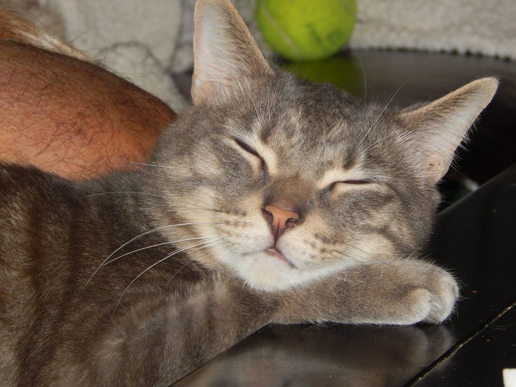 Ghost Story Part 5: Tiger’s Last&nbsp;Tale