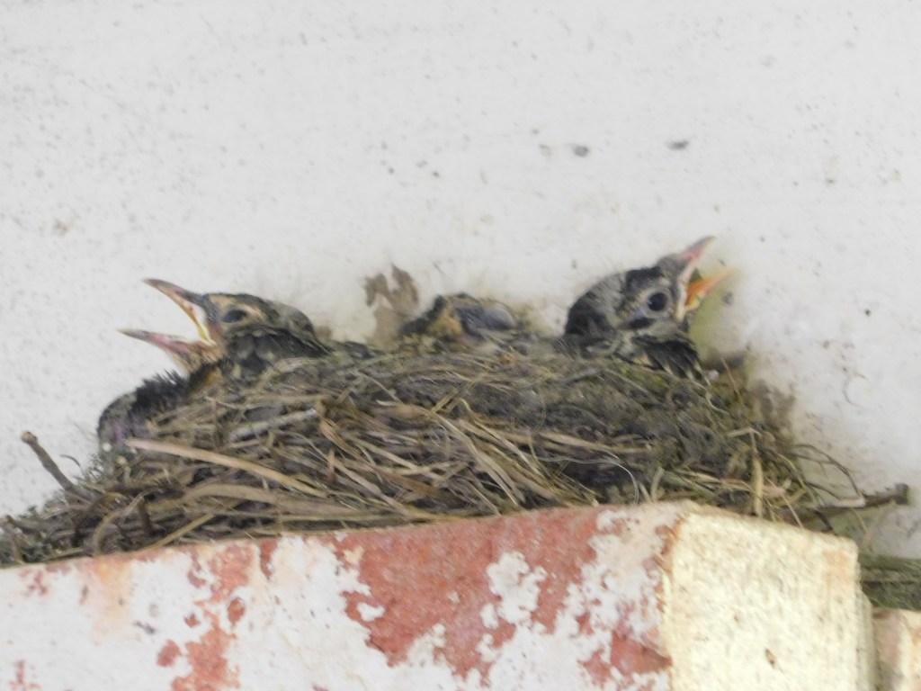 A Bird In The House&nbsp;…