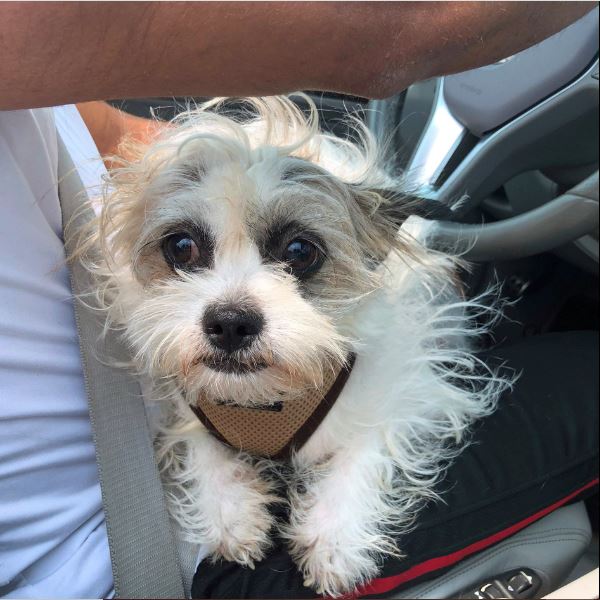 Romeo sitting on drive's lap