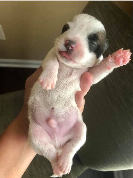 Newborn puppy waves hello at the world